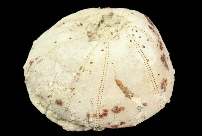 Heterodiadema Fossil Echinoid (Sea Urchin) - Morocco #69826